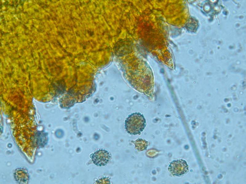 Russule per gli amici....